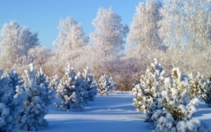 Обои Зимний лес, на фоне голубого неба высокие деревья в инее, на ...